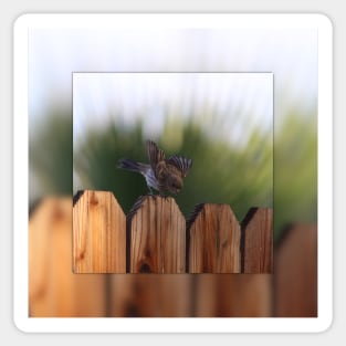 Female House Finch on Wooden Fence Digital Art Sticker